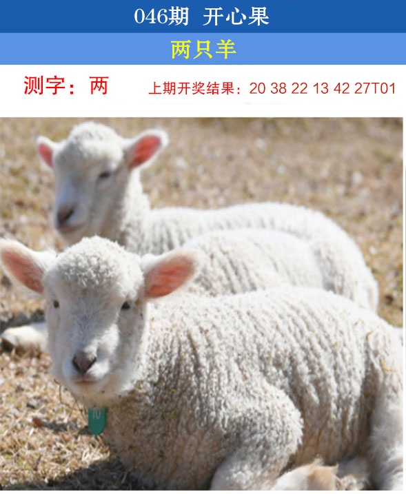 046期开心果[图]